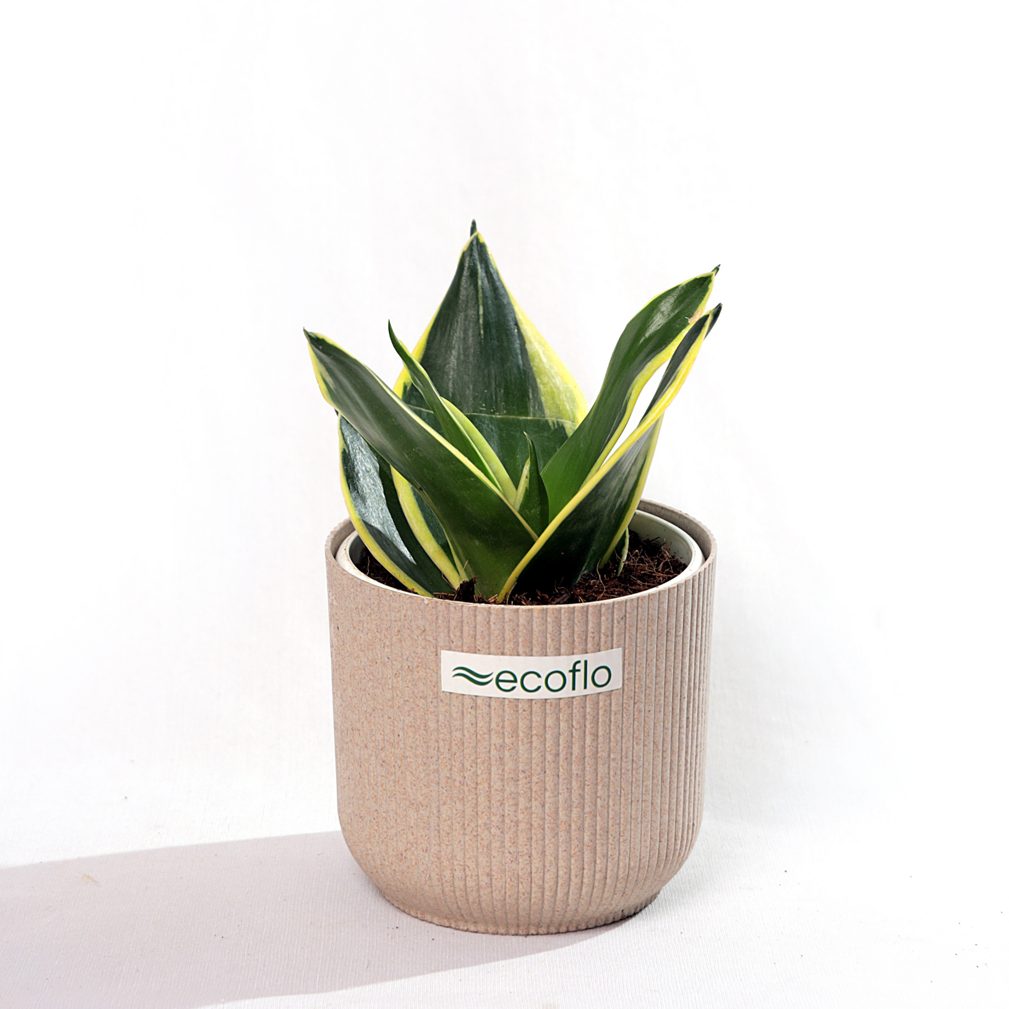 Snake Plant Golden Hahnii