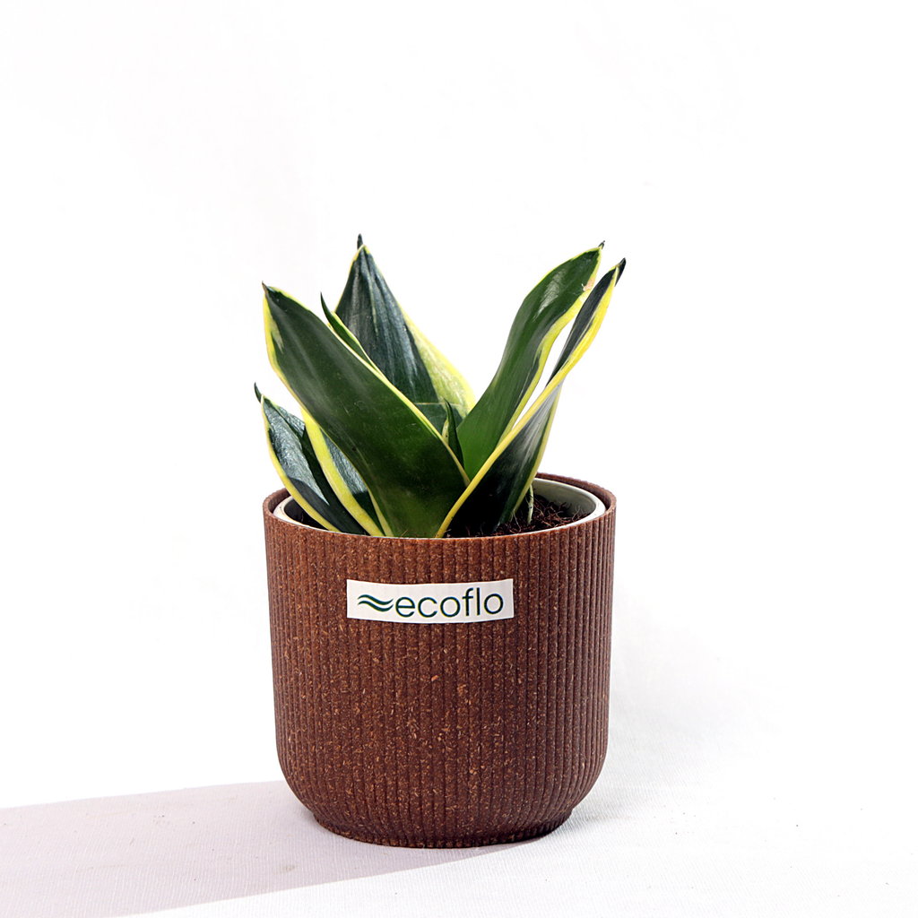 Snake Plant Golden Hahnii