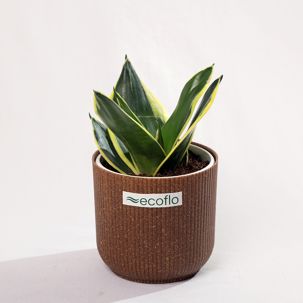 Snake Plant Golden Hahnii
