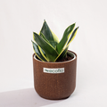 Snake Plant Golden Hahnii