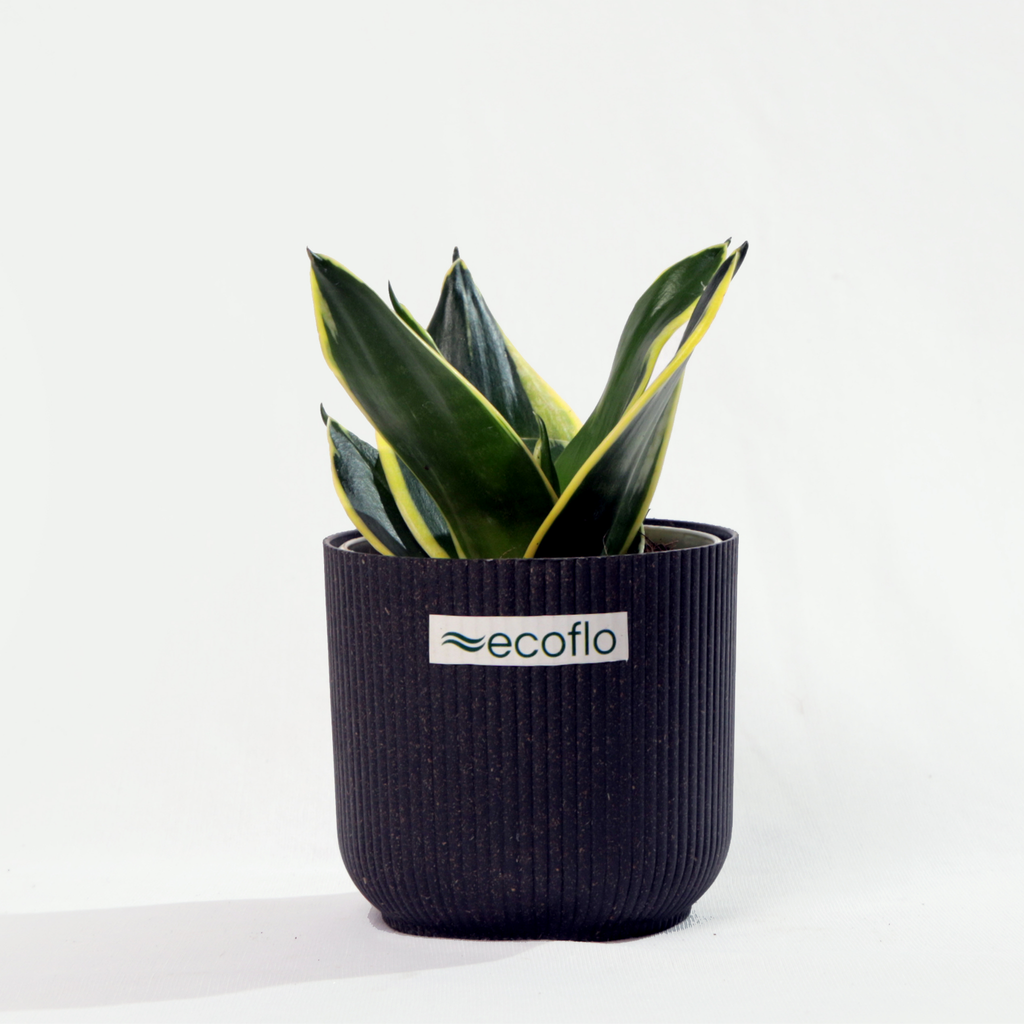 Snake Plant Golden Hahnii