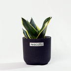 Snake Plant Golden Hahnii