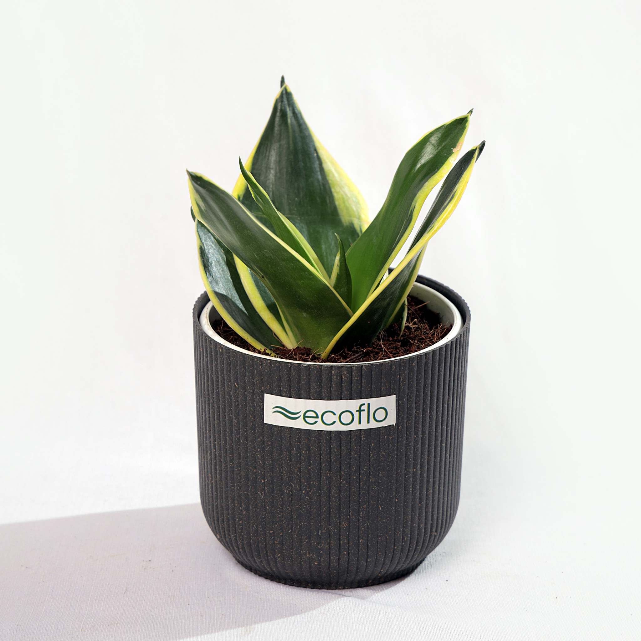 Snake Plant Golden Hahnii