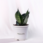 Snake Plant - Green