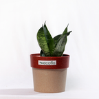 Snake Plant - Green