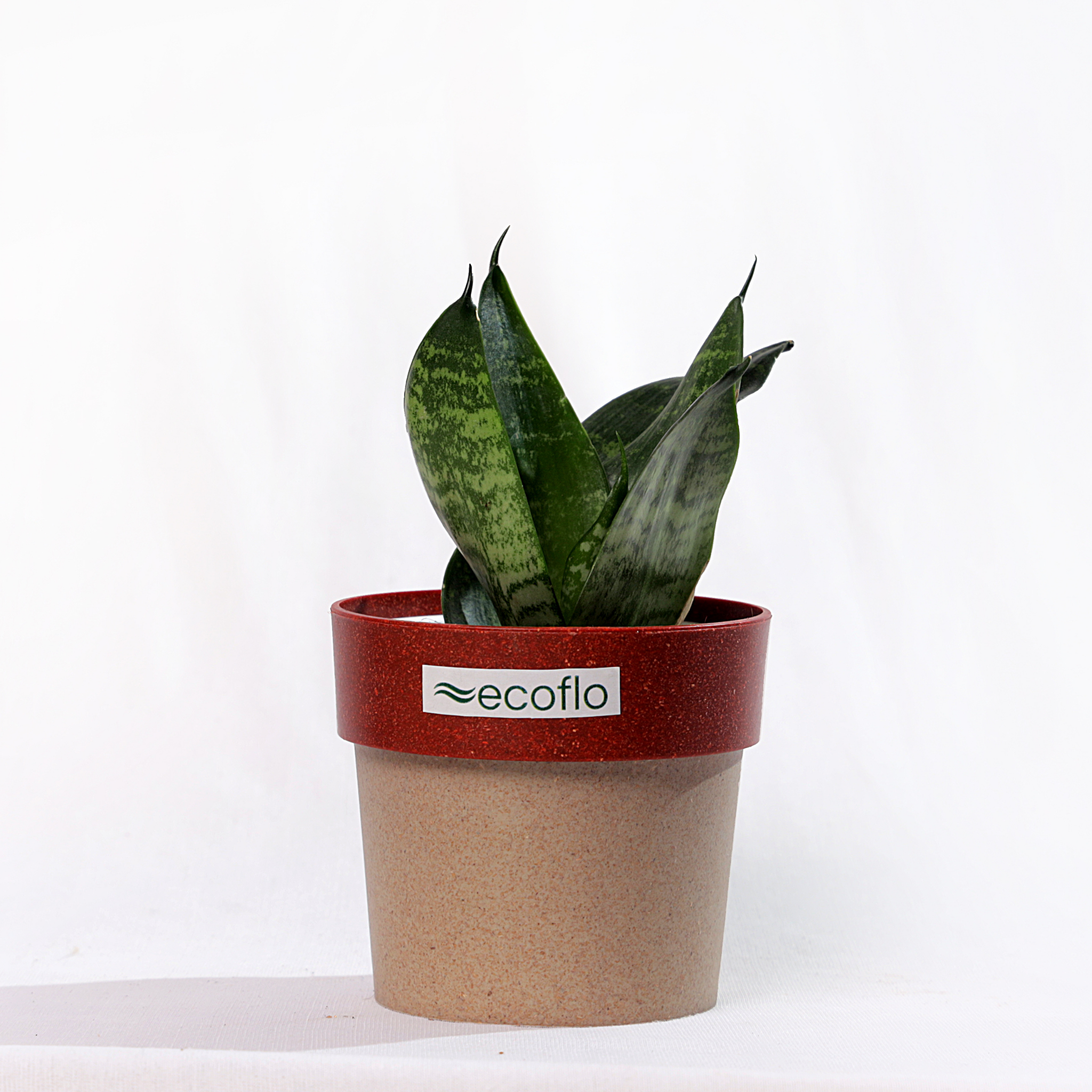 Snake Plant - Green