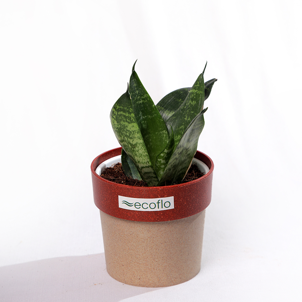 Snake Plant - Green