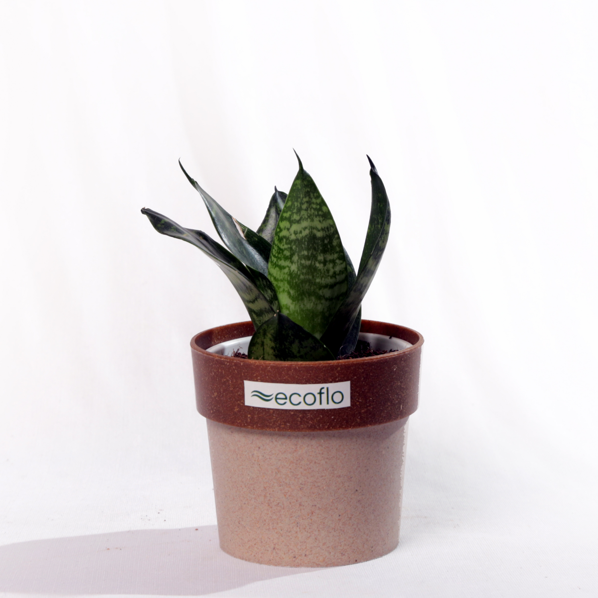Snake Plant - Green