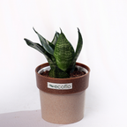 Snake Plant - Green