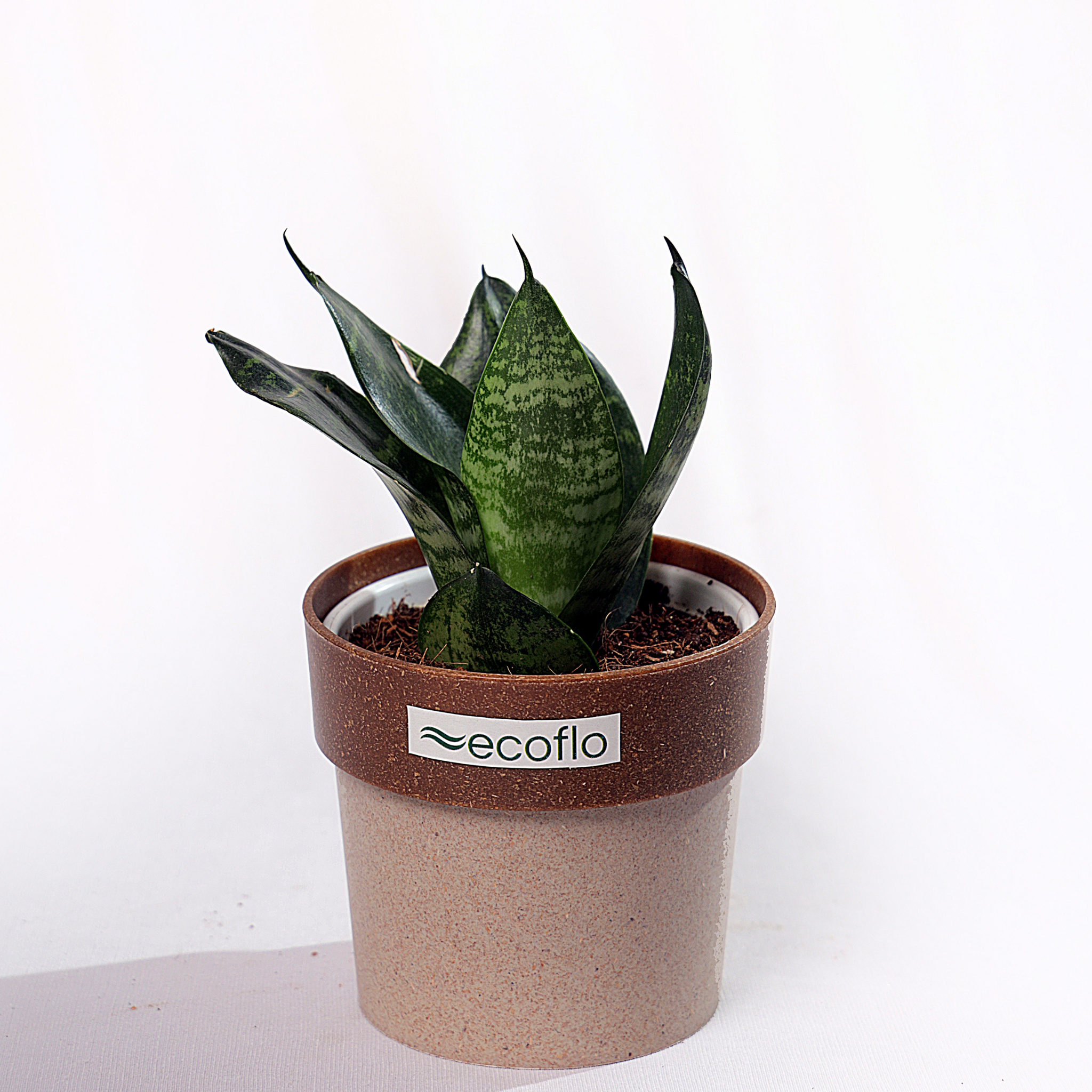 Snake Plant - Green