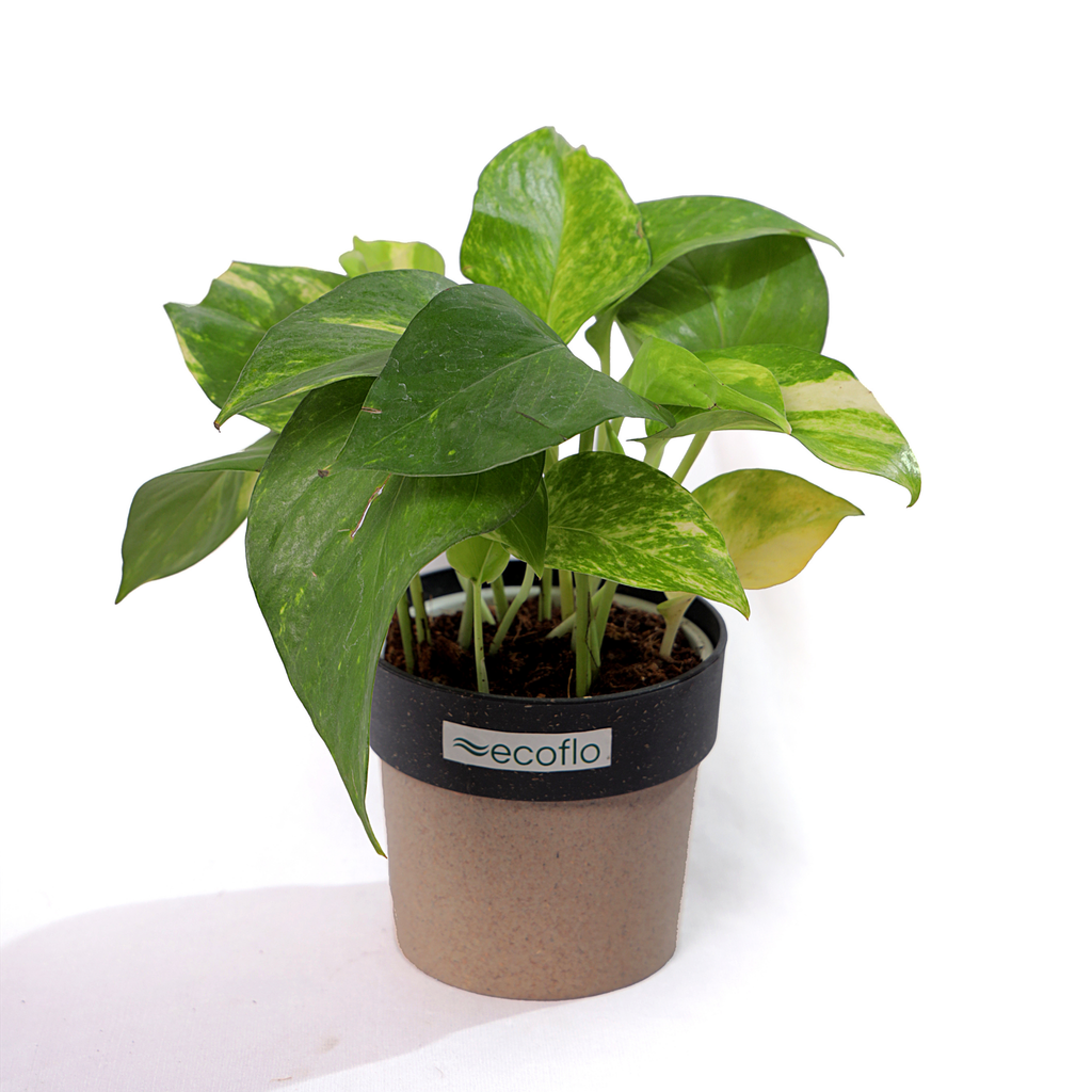 Variegated Green Money Plant