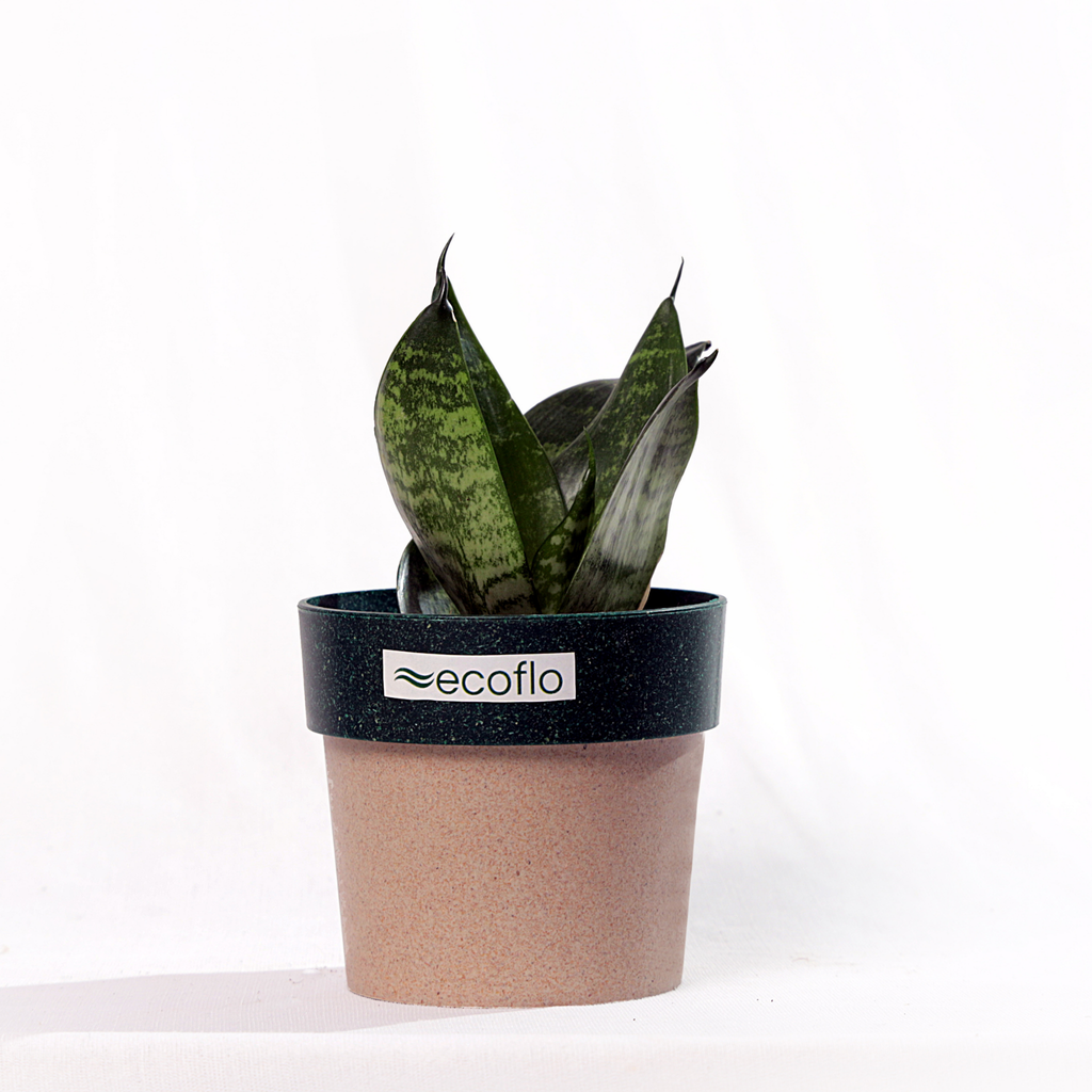 Snake Plant - Green