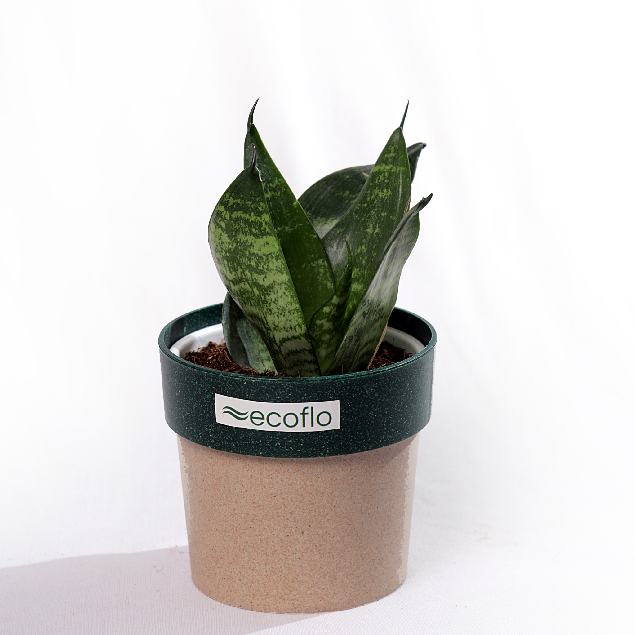 Snake Plant - Green