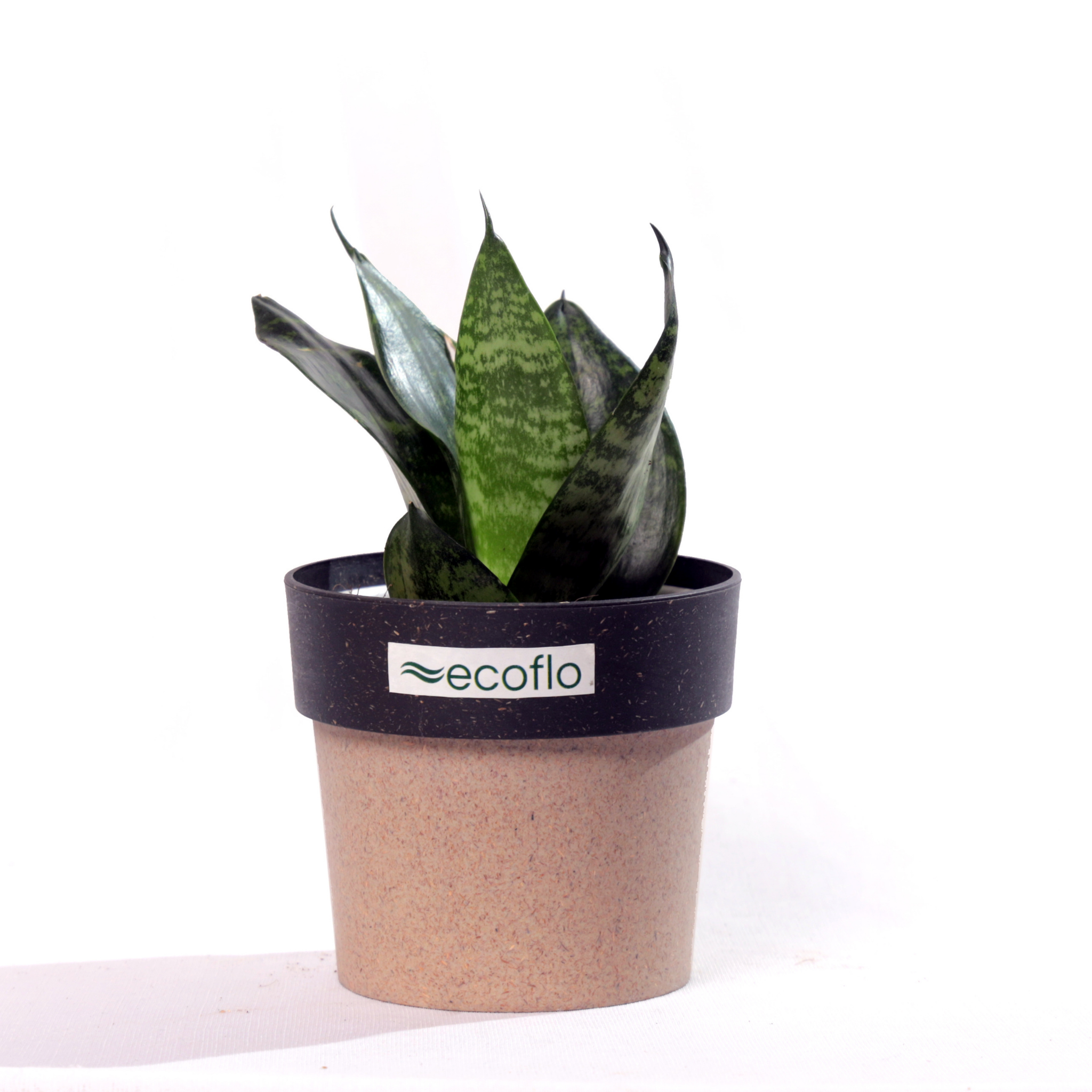 Snake Plant - Green