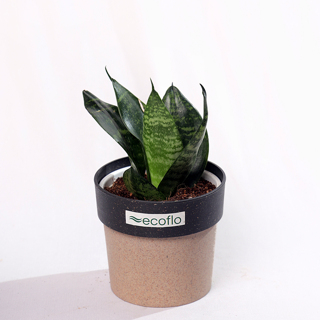 Snake Plant - Green