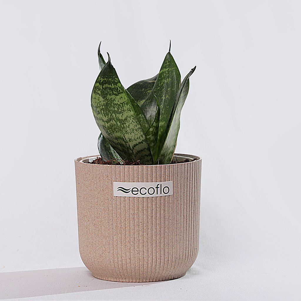 Snake Plant - Green