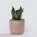 Snake Plant - Green