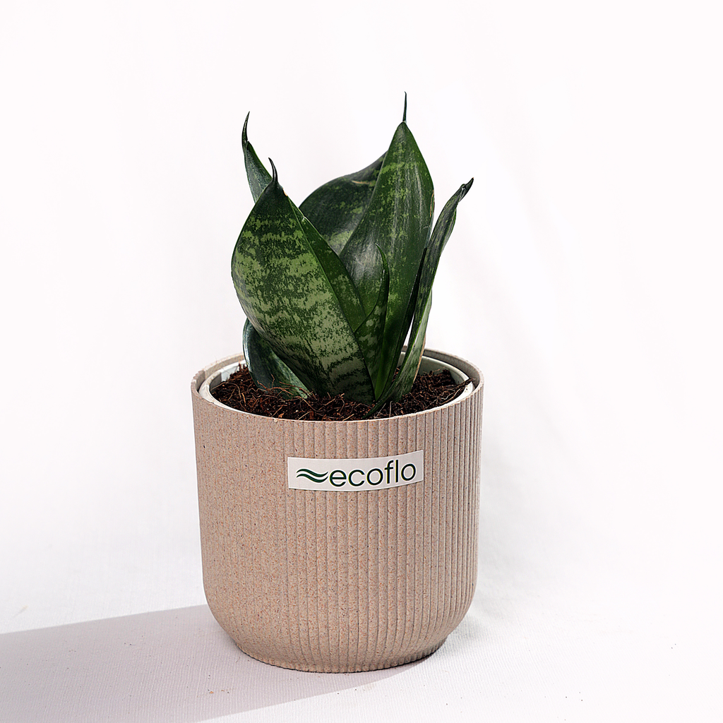 Snake Plant - Green