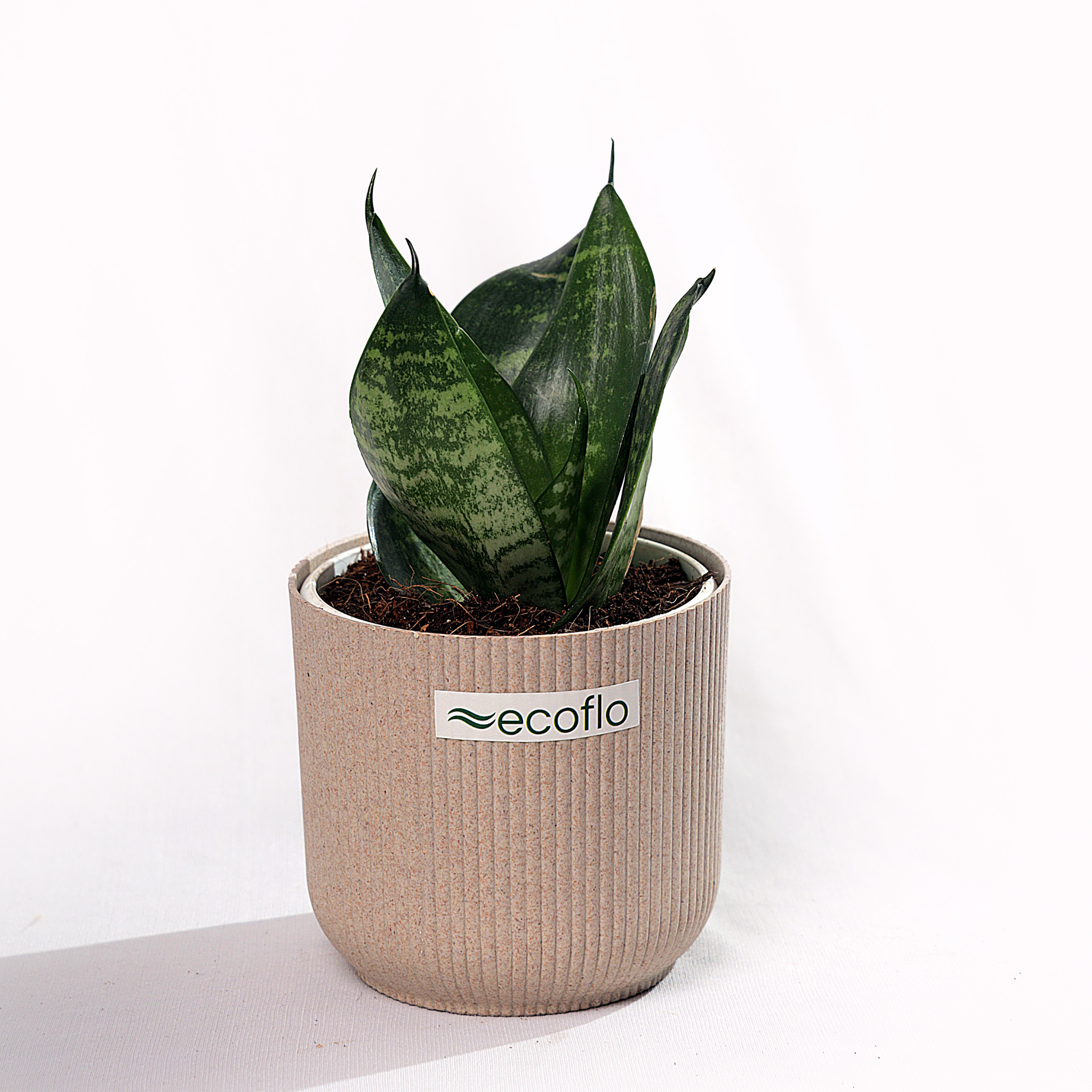 Snake Plant - Green
