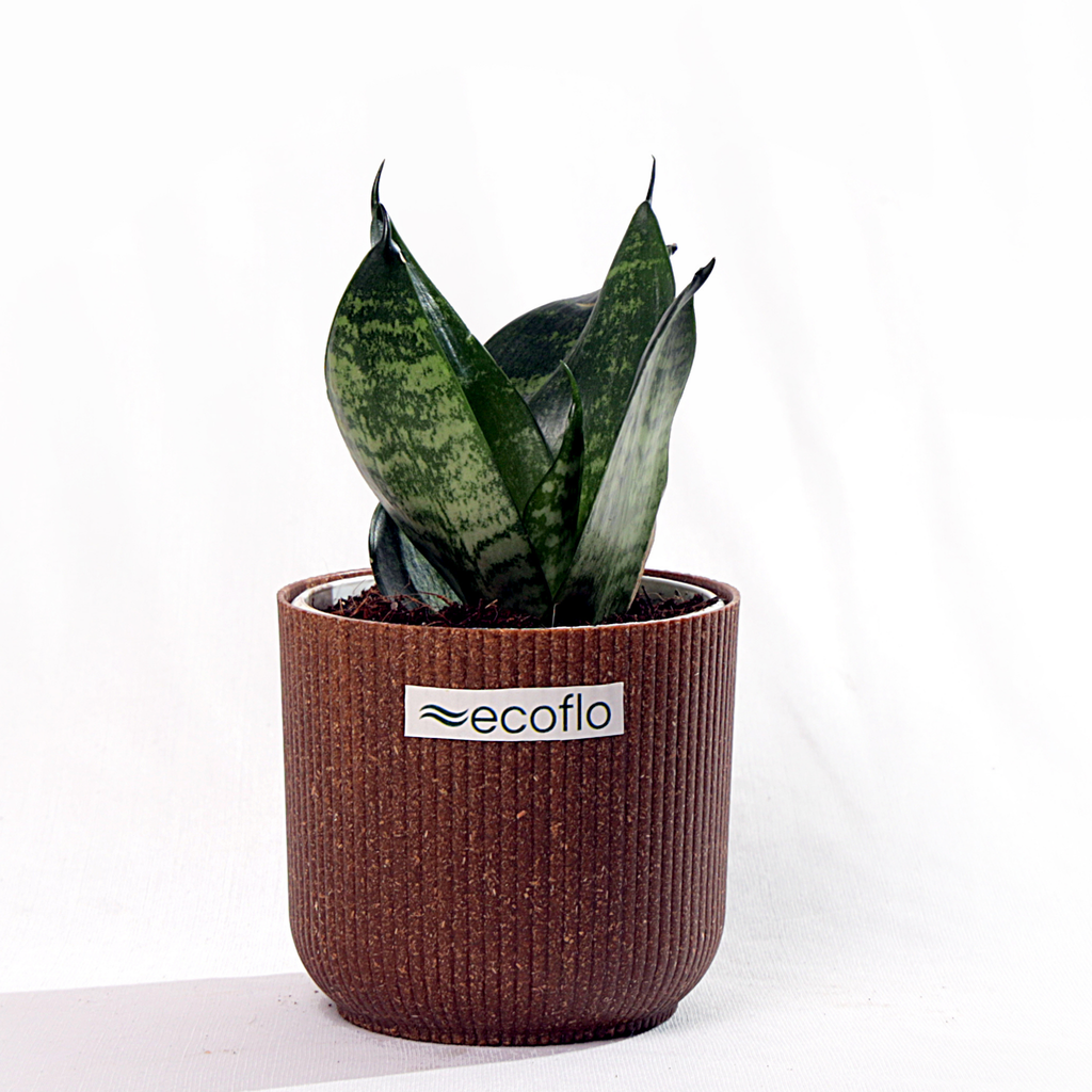 Snake Plant - Green
