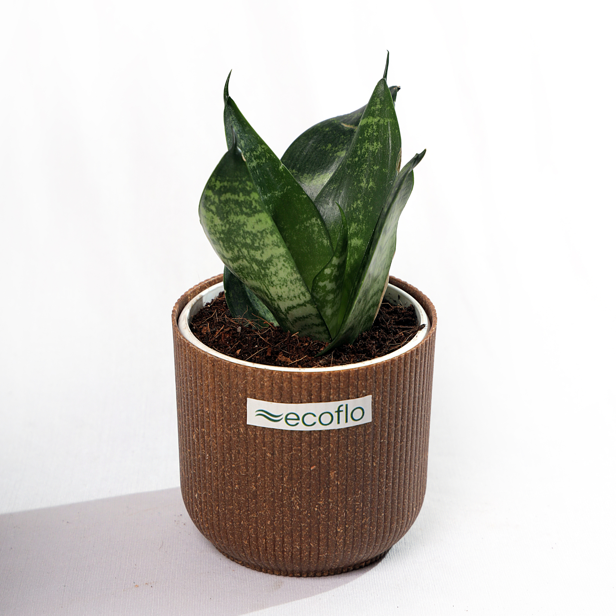 Snake Plant - Green