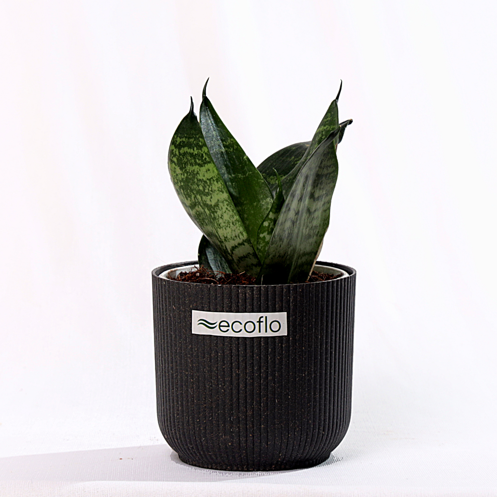 Snake Plant - Green