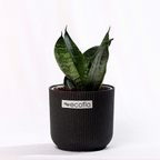 Snake Plant - Green