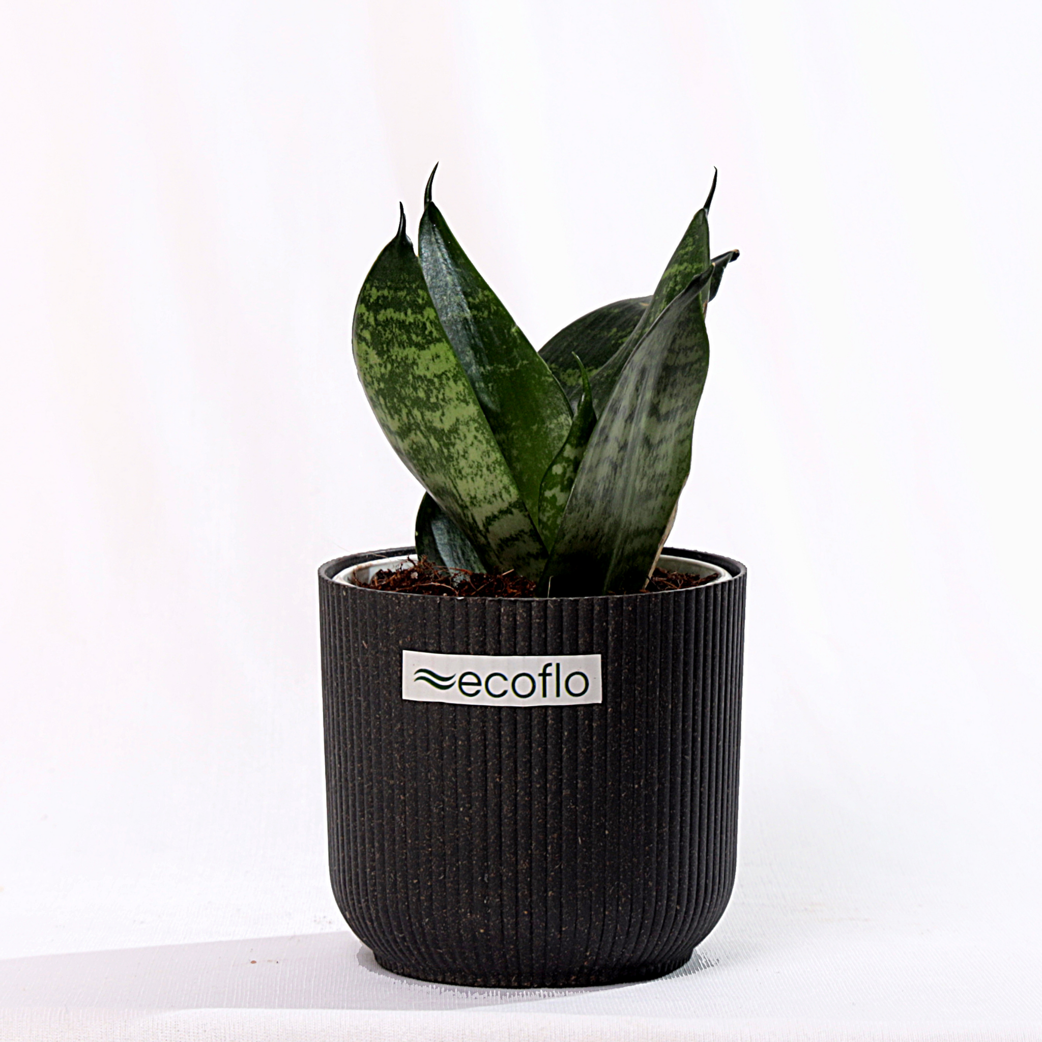 Snake Plant - Green