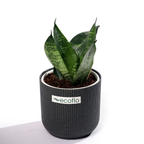 Snake Plant - Green