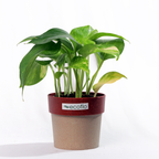 Variegated Green Money Plant
