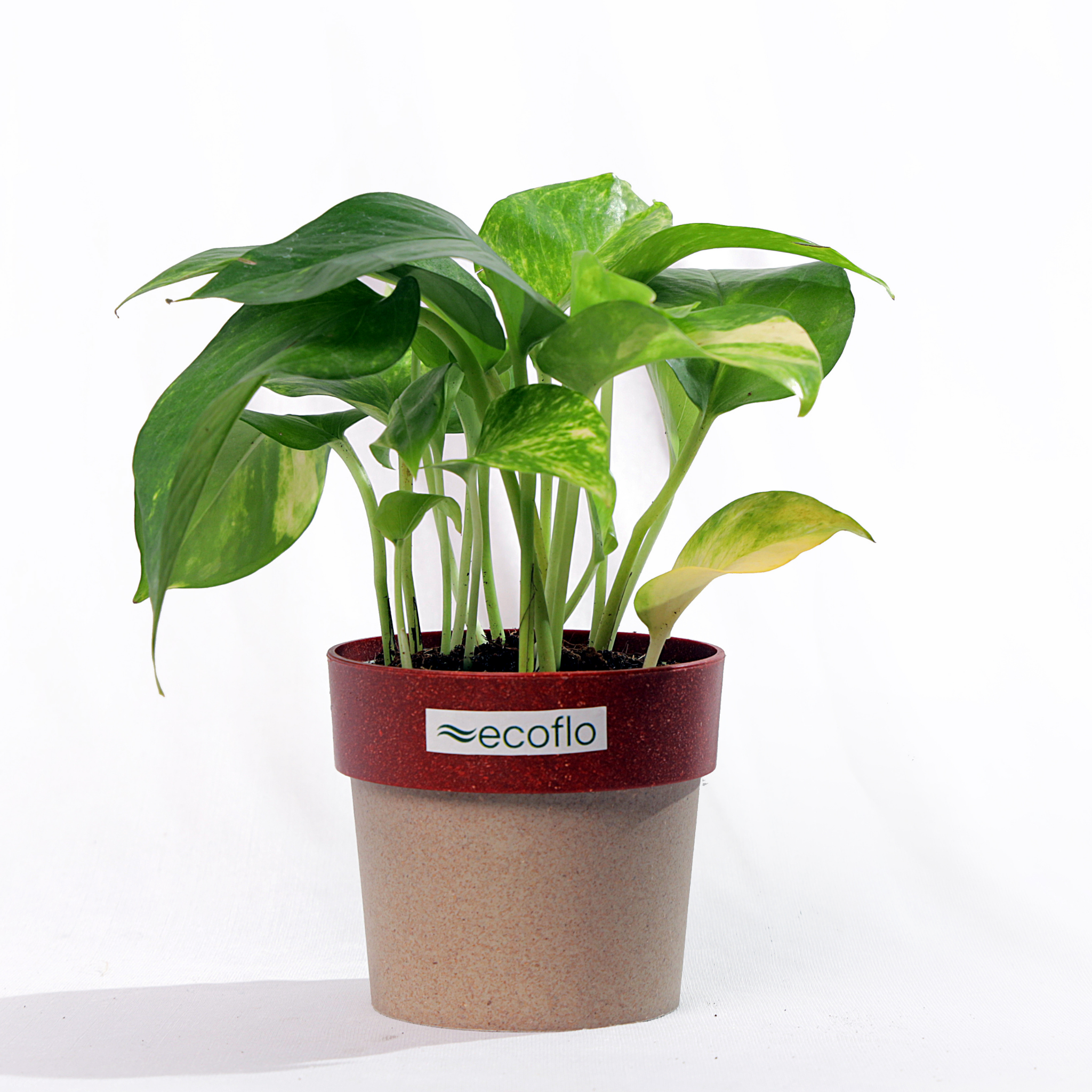 Variegated Green Money Plant
