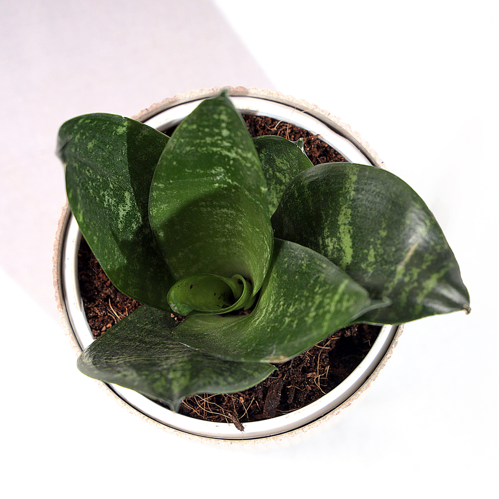 Snake Plant - Green