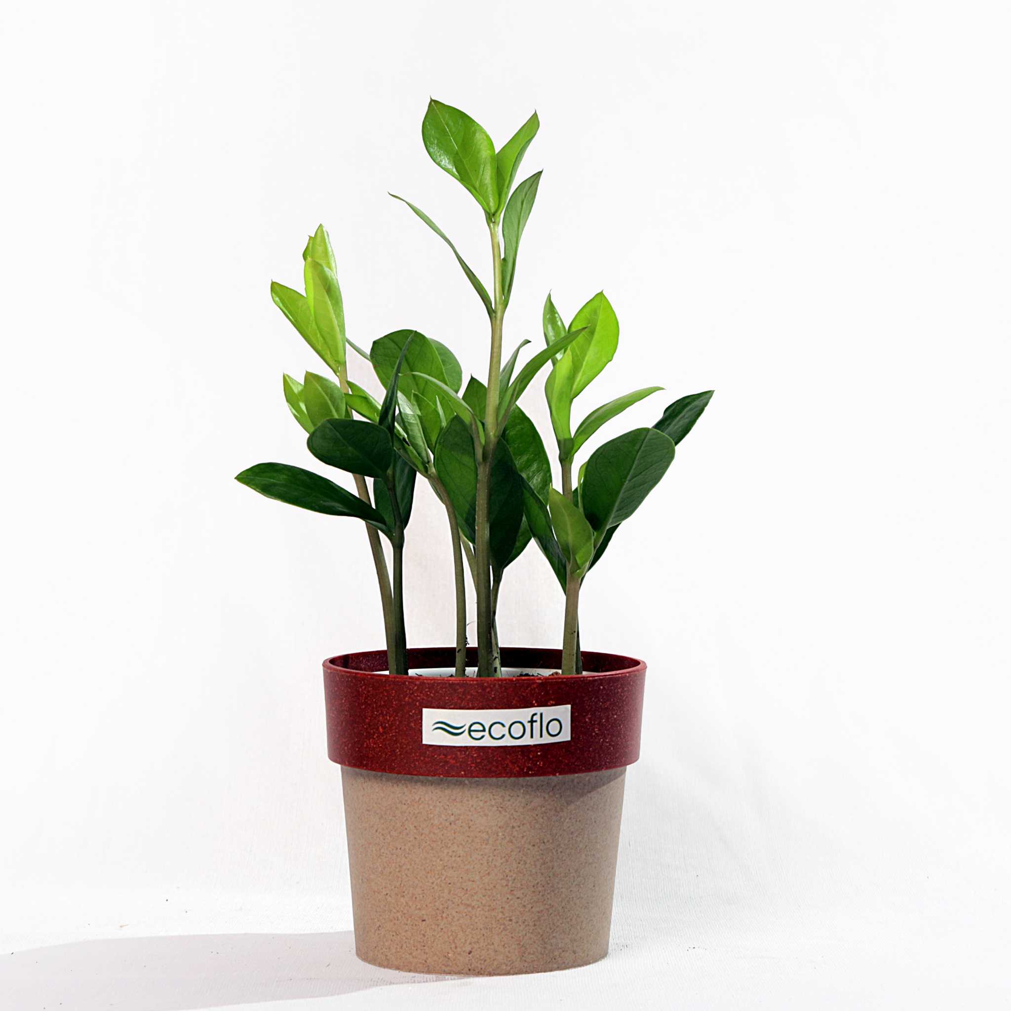 ZZ Plant