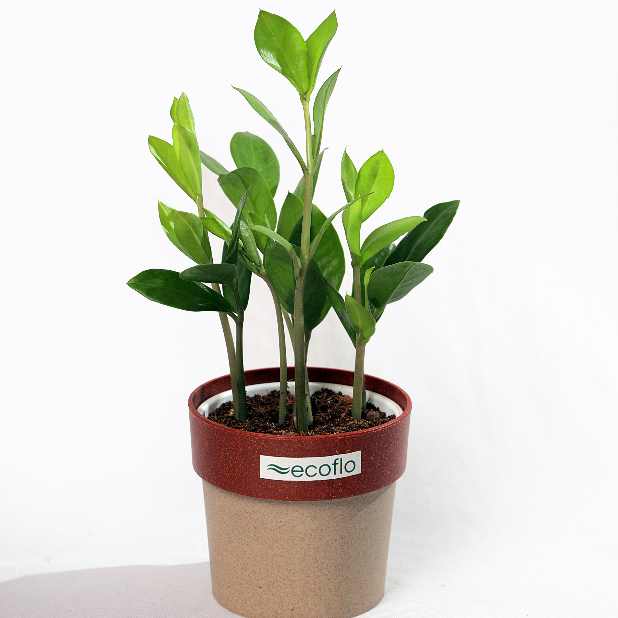 ZZ Plant