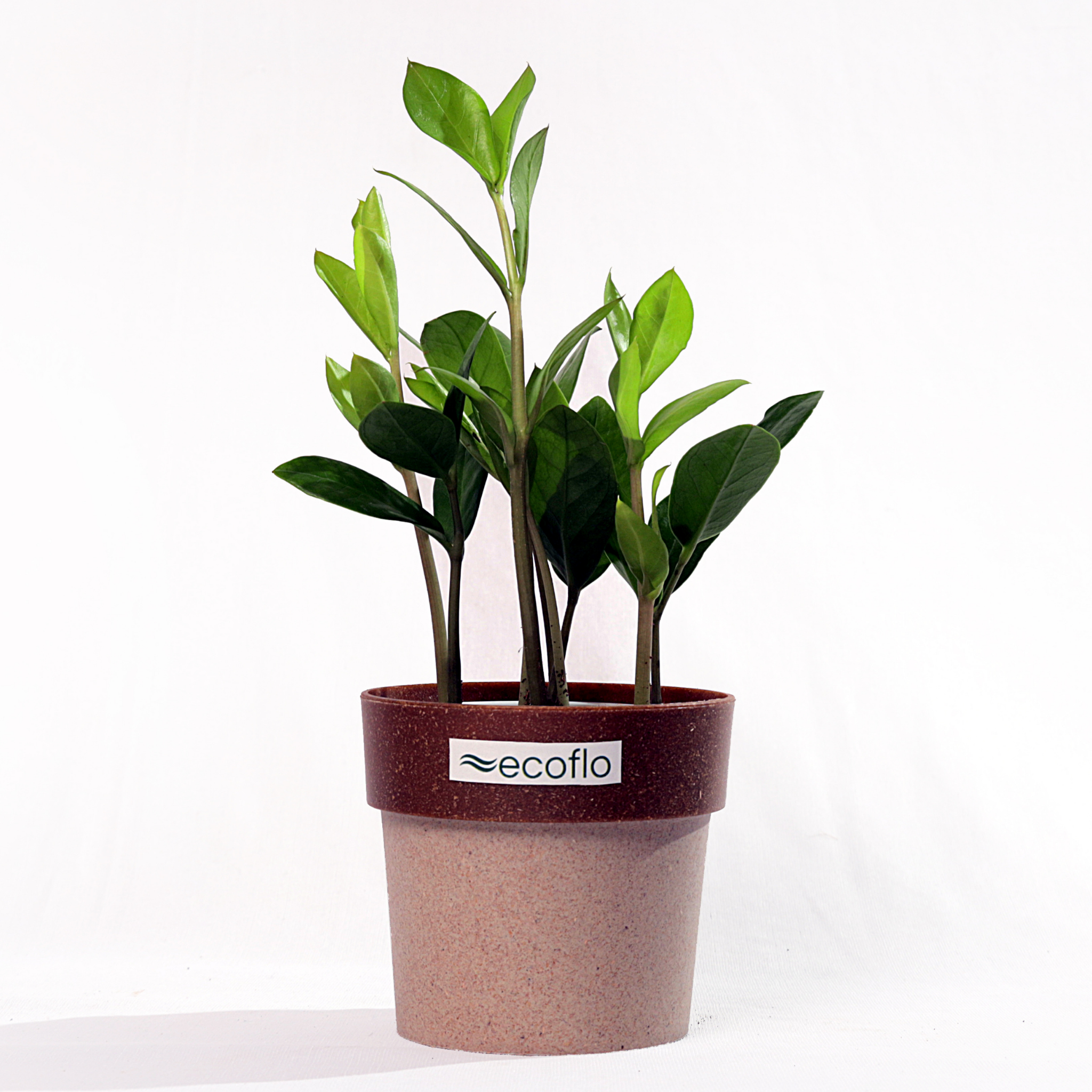 ZZ Plant