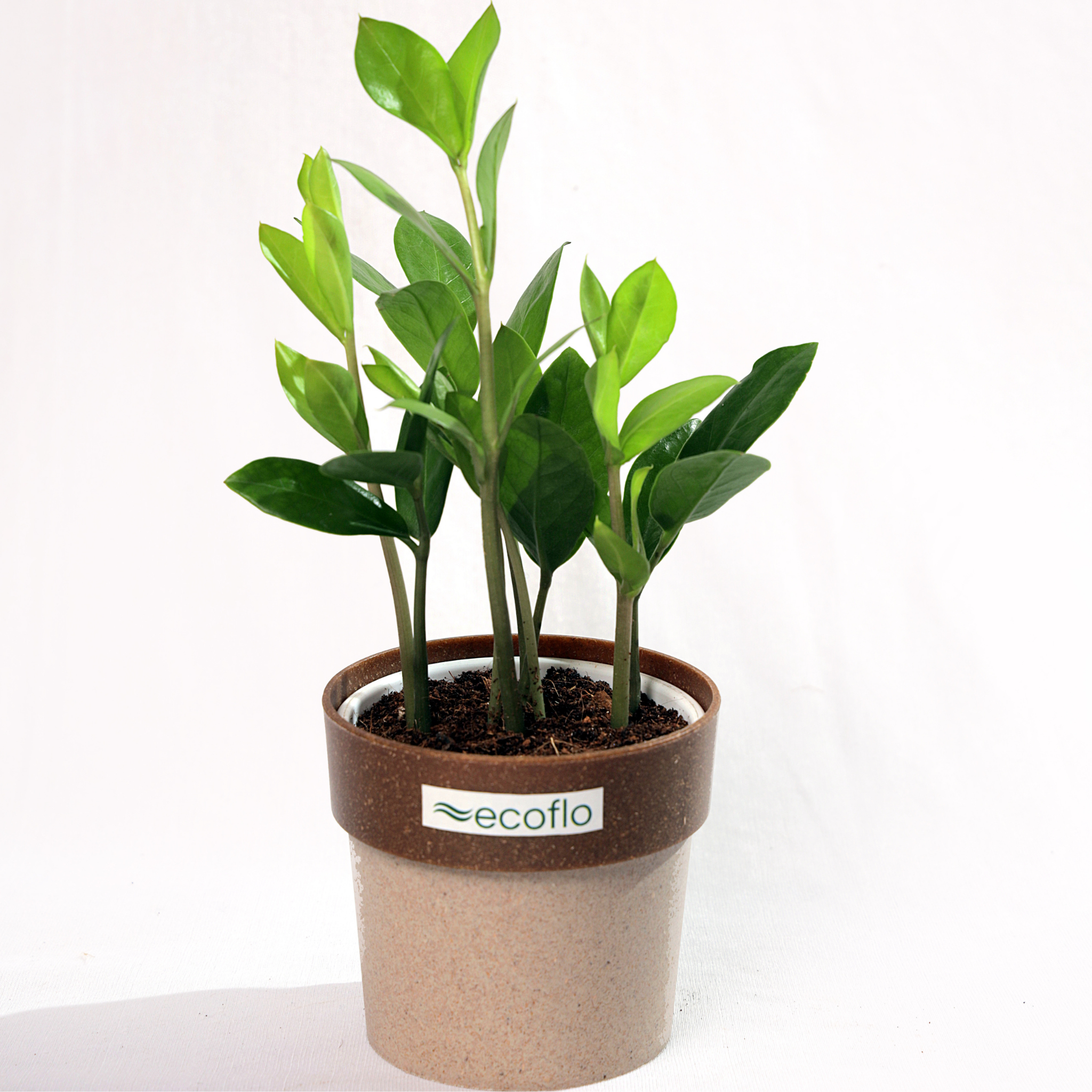 ZZ Plant