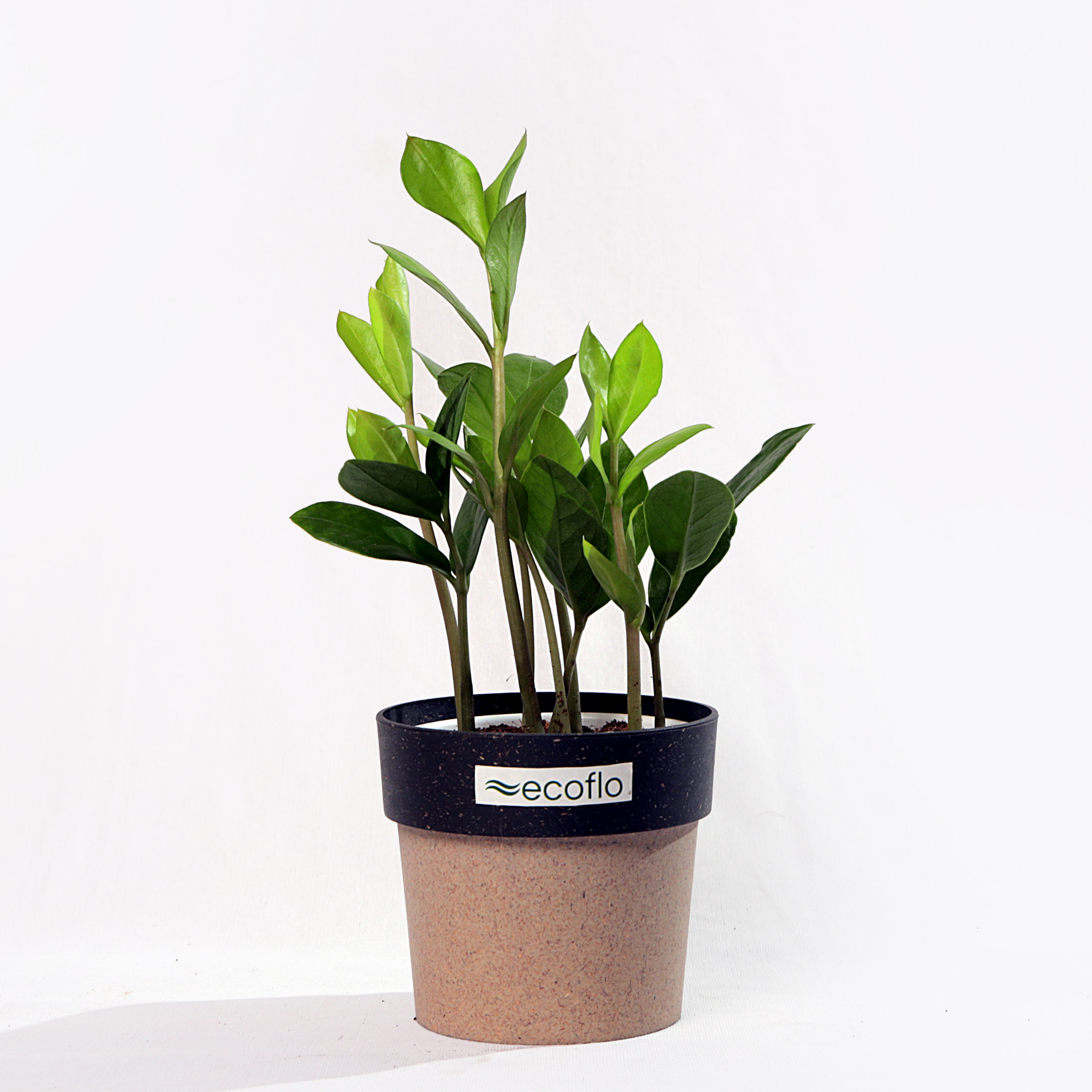 ZZ Plant