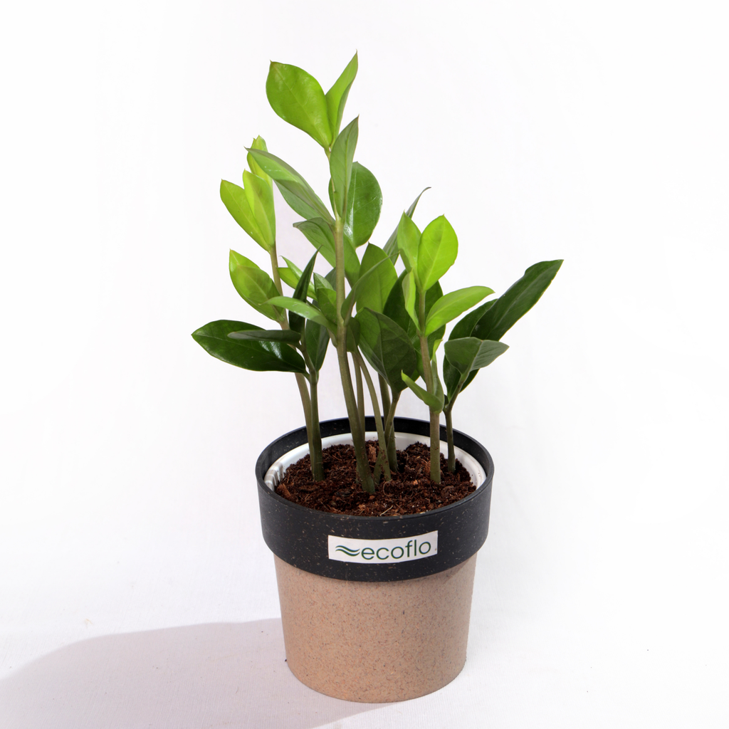 ZZ Plant