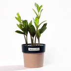 ZZ Plant