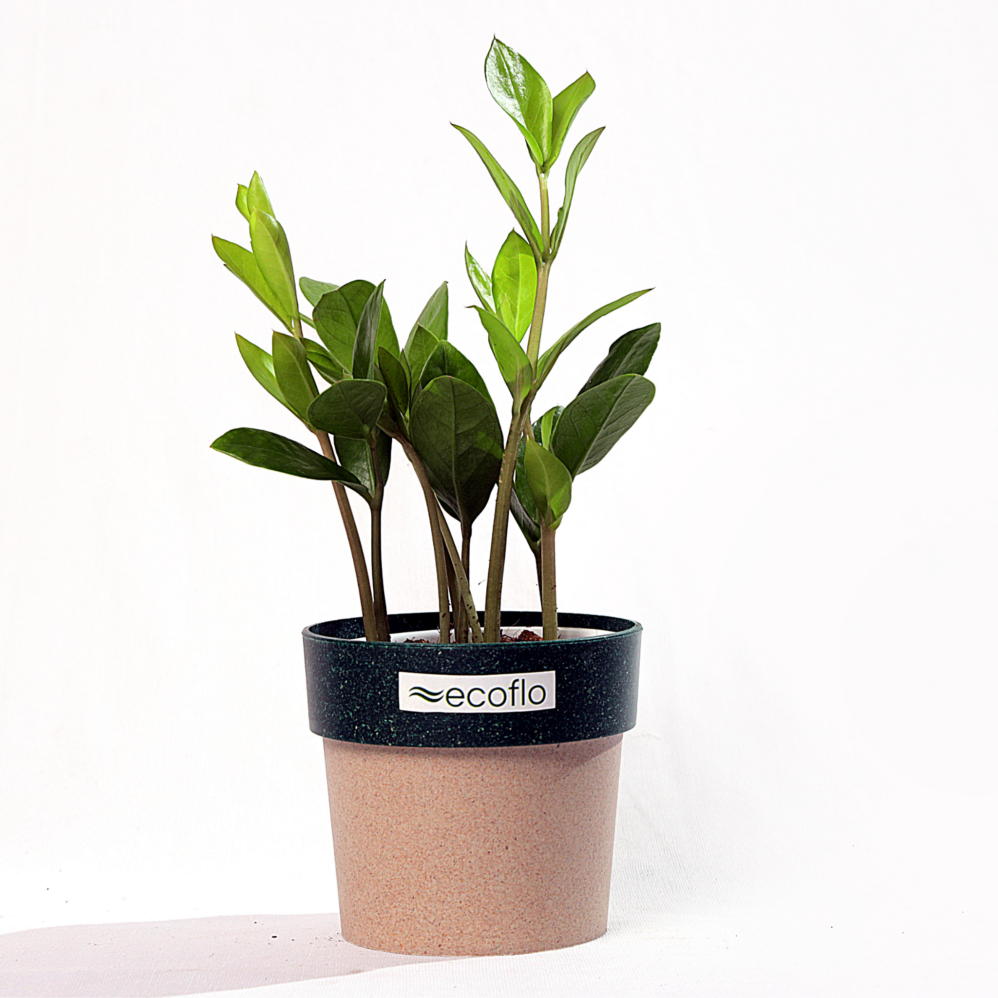 ZZ Plant