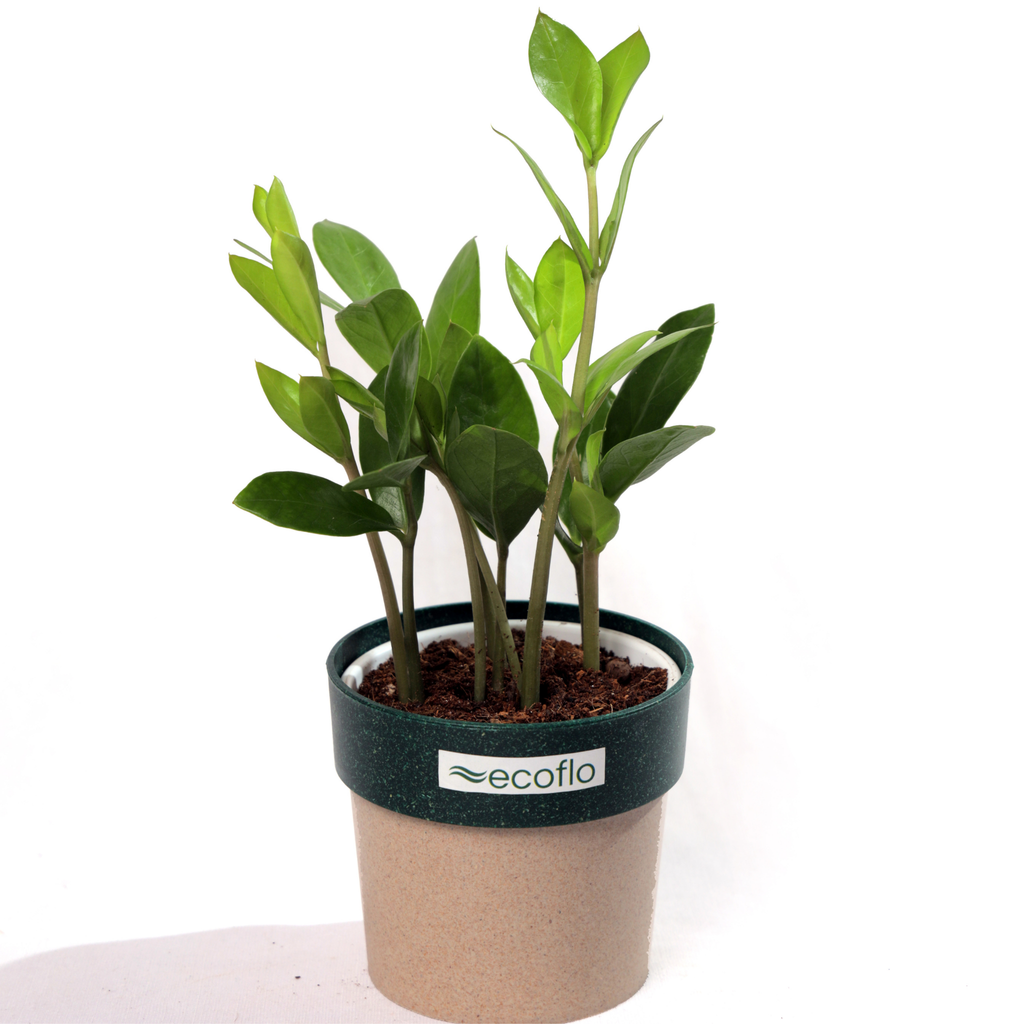 ZZ Plant