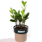 ZZ Plant