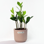 ZZ Plant