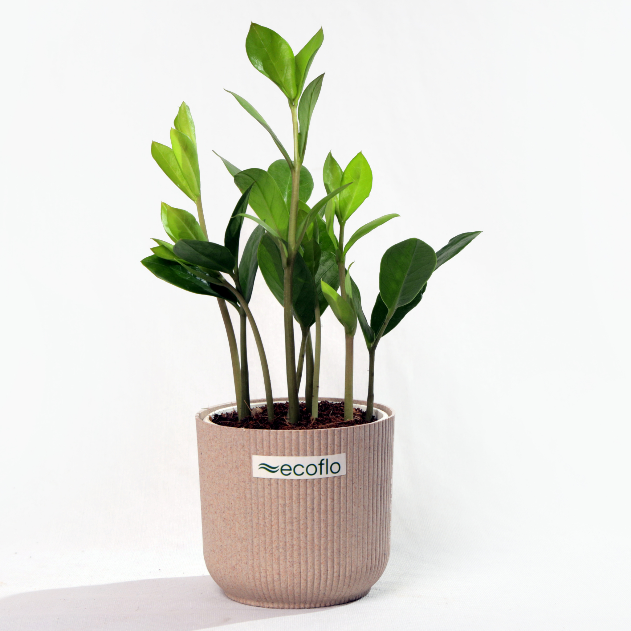 ZZ Plant