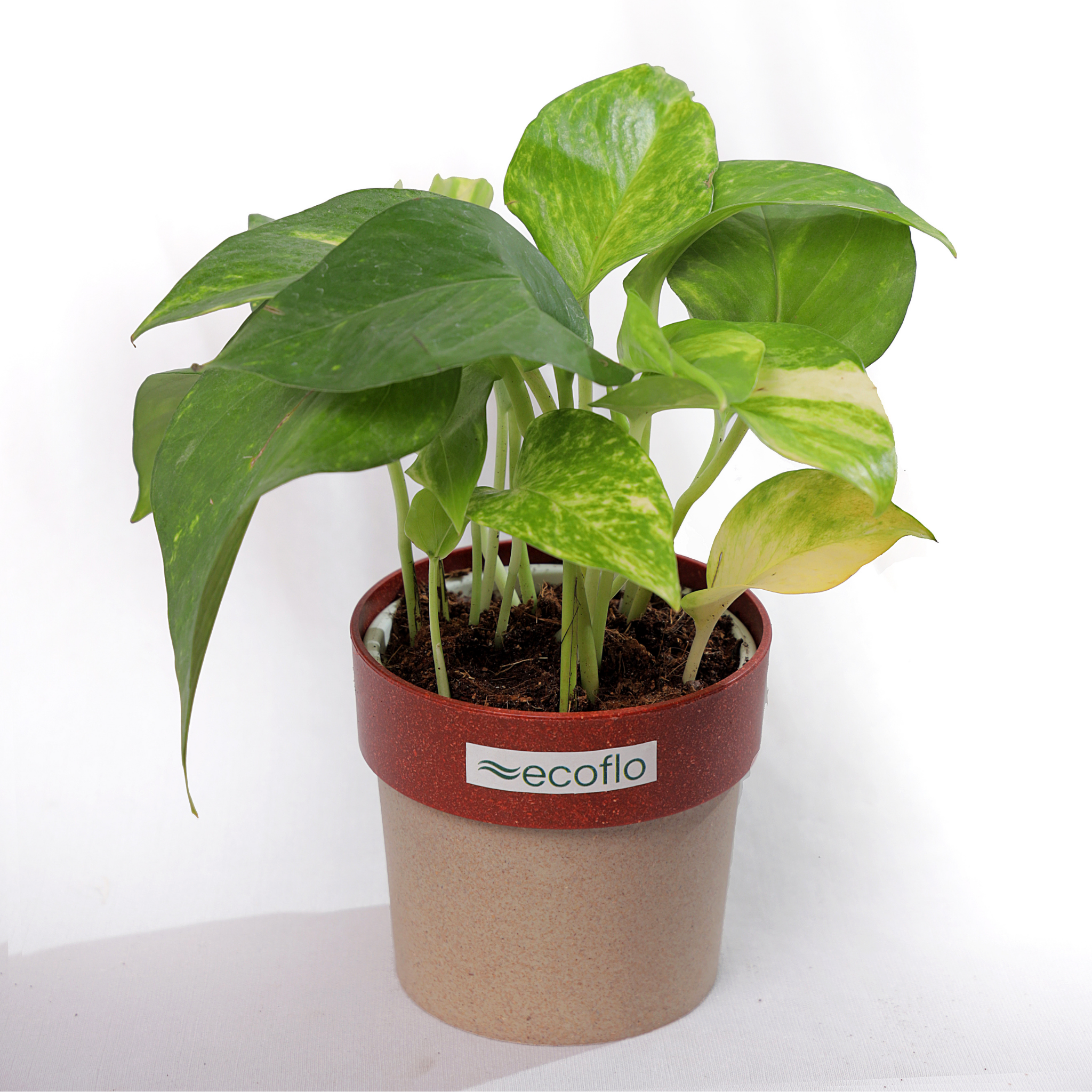 Variegated Green Money Plant