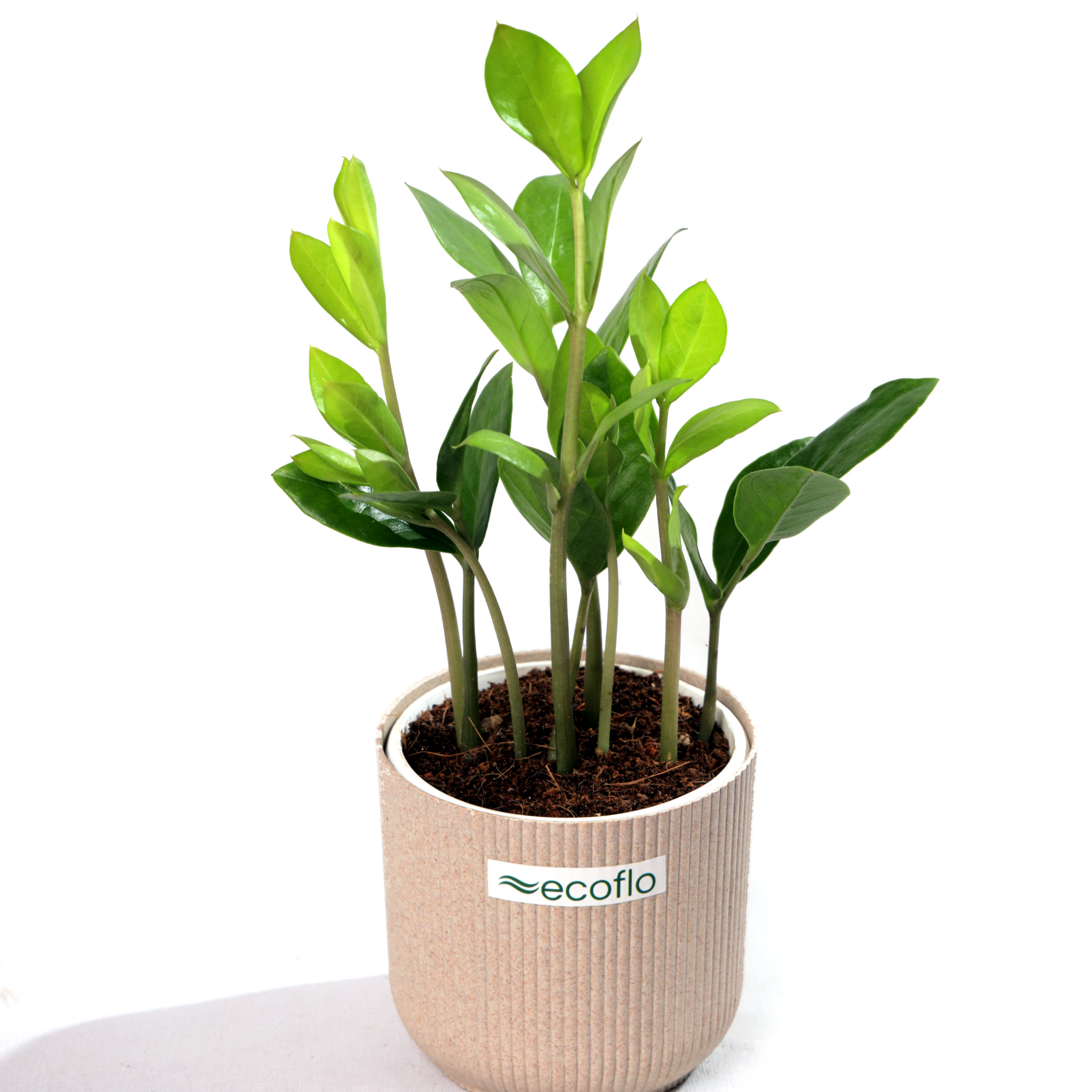 ZZ Plant