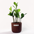 ZZ Plant