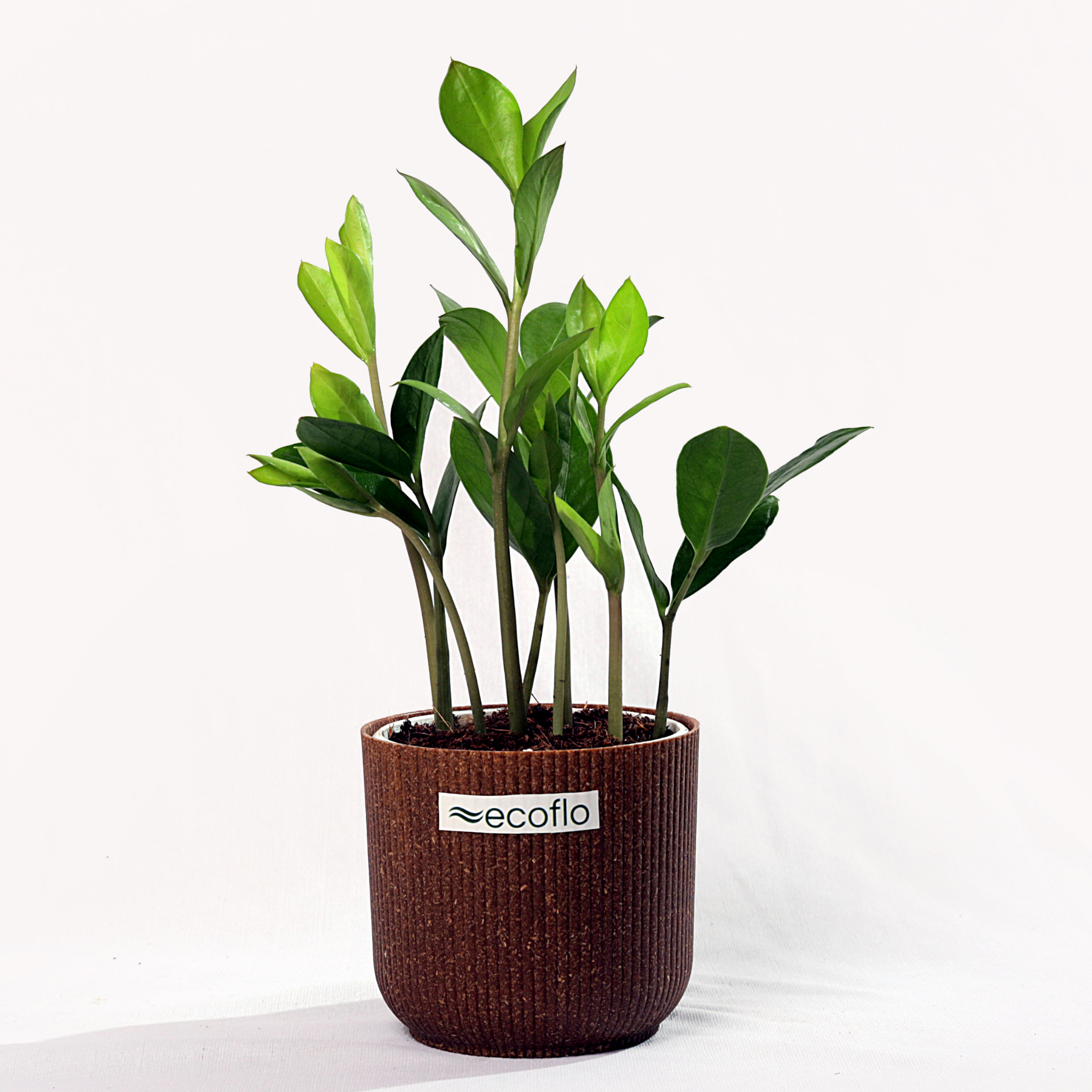 ZZ Plant