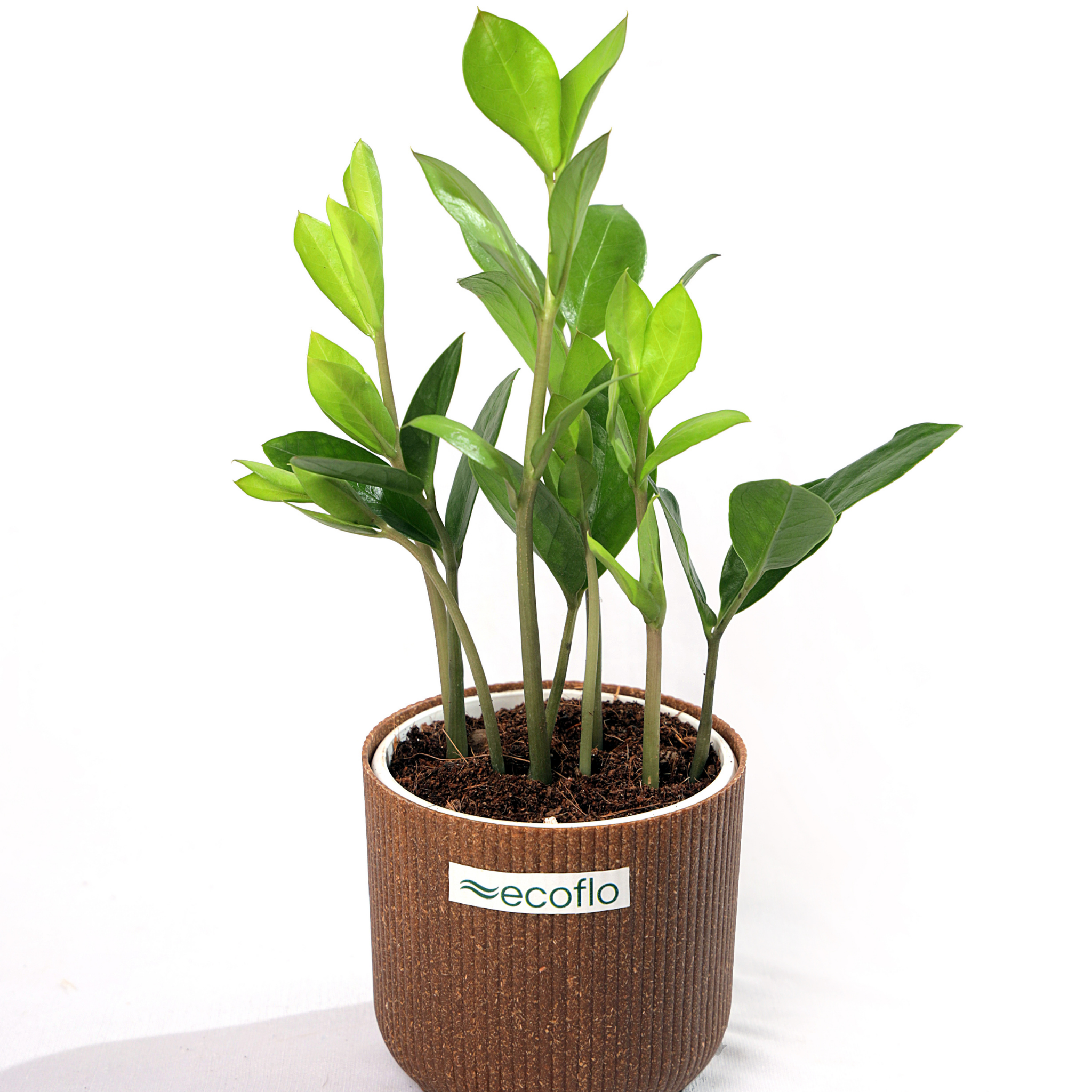 ZZ Plant