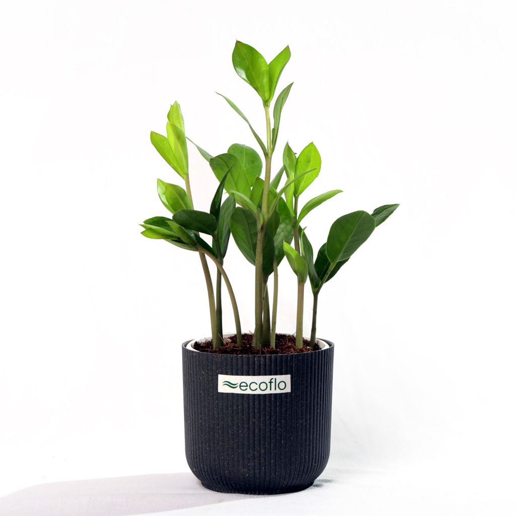 ZZ Plant